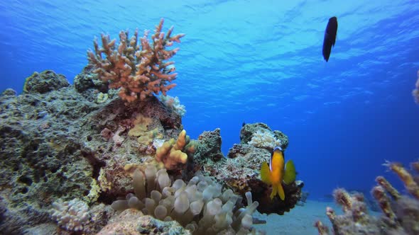 Sea Anemones Clownfish alt
