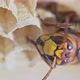Detail of a hornet (insects in the genus Vespa) - VideoHive Item for Sale