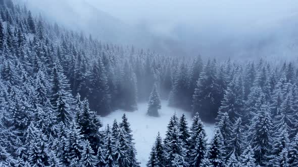 Drone Rising Above Dark Pine Forest During a Heavy Snowfall