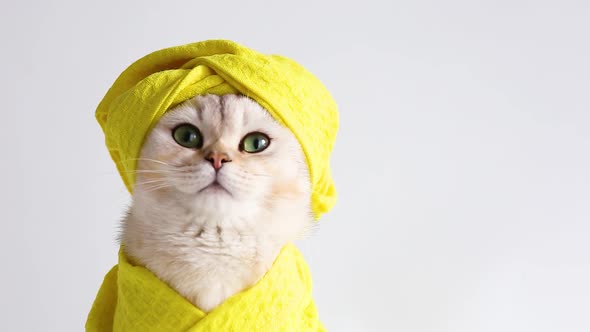 a White Beautiful Cat in a Yellow Towel and on Her Head After Bathing Procedures