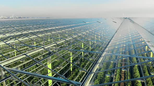 Greenhouses Aerial View, Epic View on Industrial Glasshouse. Green Plantations Shot Through the alt