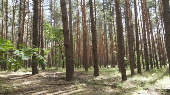 Landscape Inside the Forest with Pine Trees alt