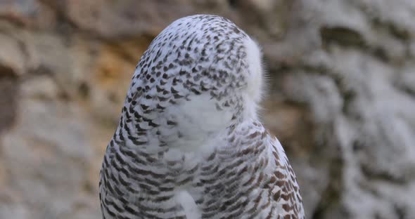 Snowy Owl Bubo Scandiacus Is a Large, White Owl of the True Owl Family alt