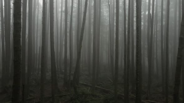 Thick fog dominates an eerie empty stand of evergreen trees, aerial fpv alt