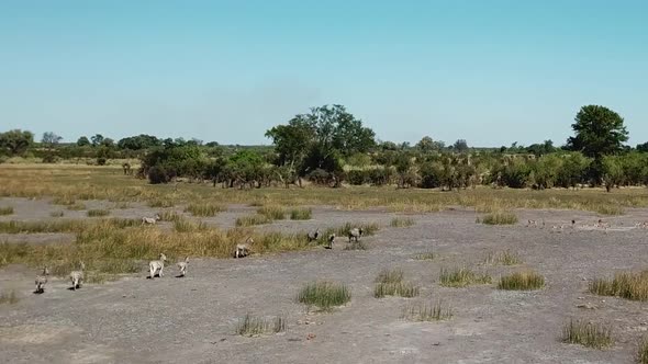 Aerial Fly Over View of a Large Herd  Lechwe Antelope,  Springbok and Zebras, Herd of Cape Buffalo G alt
