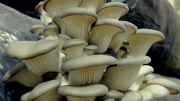 Oyster mushrooms time lapse. Healthly food.