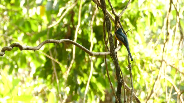 Peaceful realtime clip of a Golden and Blue tropical bird in Panama, sitting on a branch in a bright alt