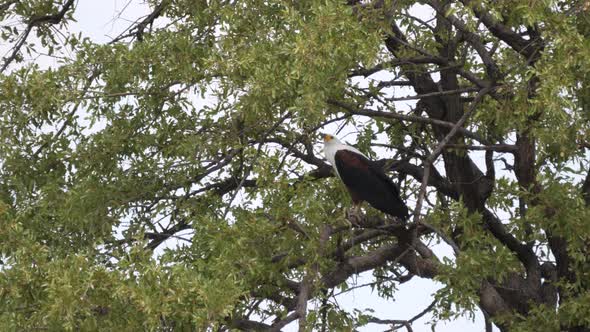 African fish eagle in a tree at Khaudum National Park alt