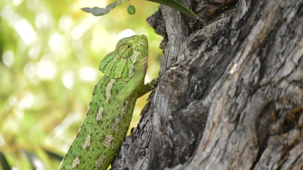 Chameleon Walking in a Tree alt