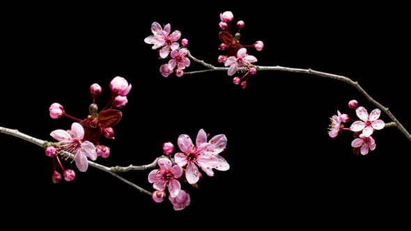 Time Lapse Branch with Flowers alt
