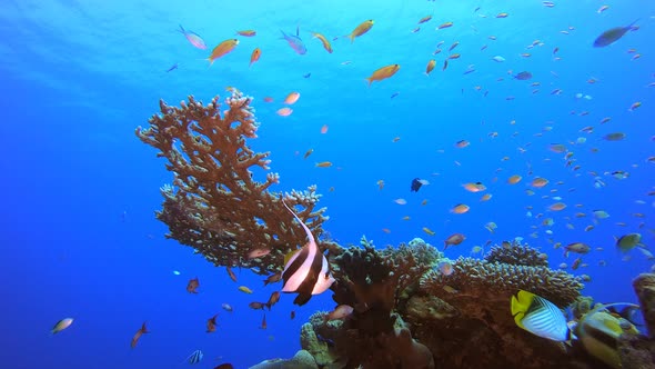 Underwater Beautiful Coral Fish Garden alt