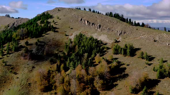 forest autumn 24 alt