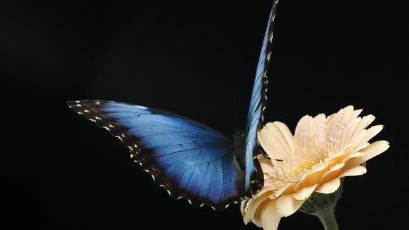 Macro Beautiful Blue Morpho Butterfly on Pink Daisy Flower on Black Background