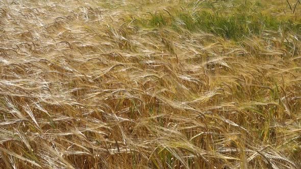 barley ears video, barley farming and barley harvest time, barley farming in continental climate, alt