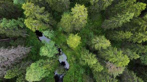 Aerial Top Down View on Forest in the Summer, Drone Shot Flying Over Tree Tops, Nature Background