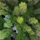 Aerial Top Down View on Forest in the Summer, Drone Shot Flying Over Tree Tops, Nature Background - VideoHive Item for Sale