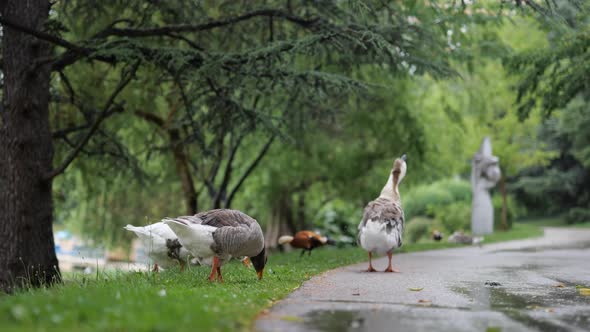 Walking Ducks