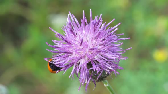 Ladybug Sits on Blossom Thistle Flower