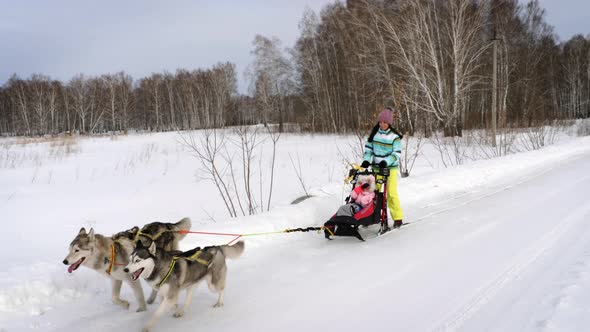 Winter walk with dogs Husky