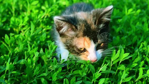Colorful Kitten in Green Grass.