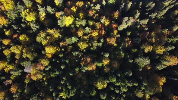 Beautiful Autumn Forest and a Lake Synevyr Top View