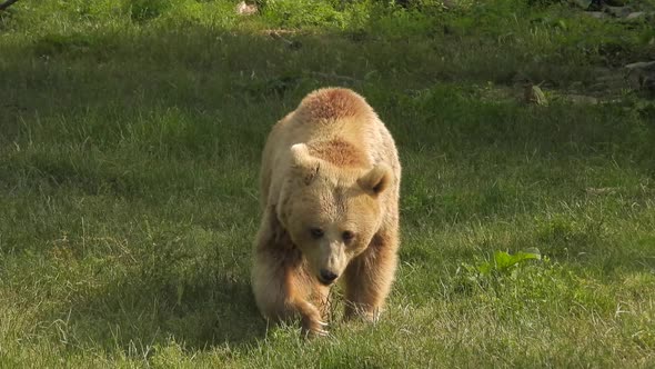 Real Wild Kodiak Bear In Natural Habitat Among The Trees In The Forest alt