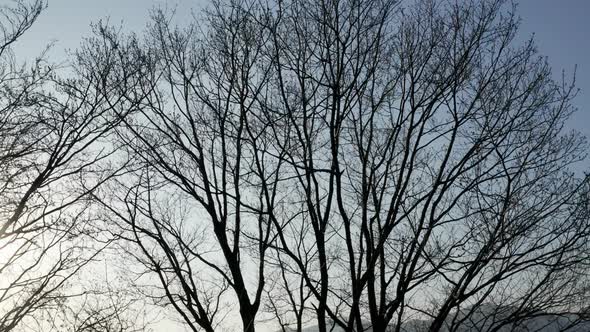 Tree Silhouette Sky Winter Pedestal