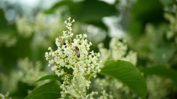 Knotweed Bloom Invasive Plant Reynoutria Flower or Blossom Bees Fallopia Japonica Japanese