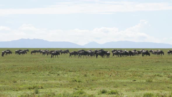 Huge amount of Wildebeests during migration in Serengeti national park Tanzania alt