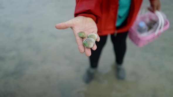Three Clams On The Palm Of A Seafood Harvester In Ko PhaNgan Thailand alt