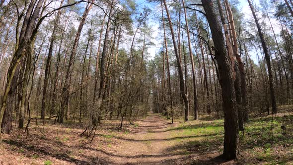 Small Road in the Forest During the Day alt