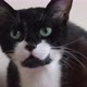 Close Up On Tuxedo Cat Face Looking To Distance - close up - VideoHive Item for Sale