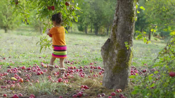 Young girl in Fall picking apple off tree