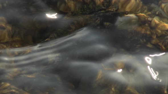 Warty Crab in a Rock alt