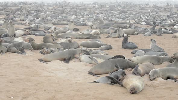 Huge Colony of Fur Seals at Cape Cross, Namibia