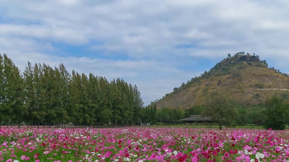 timelapse of pink Cosmos flower field with mountain and sky