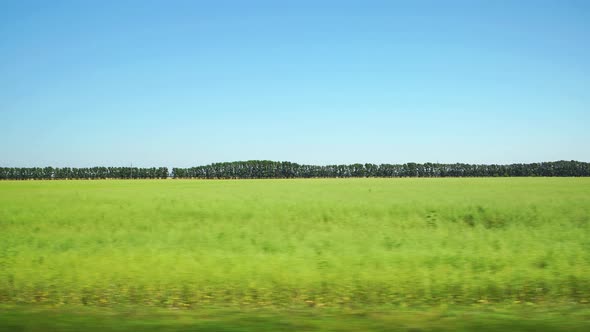 Moving along a green agricultural field and trees on the background