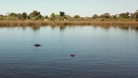 Hippo Swimming, Then Ducking Underwater in a River, Okavango Delta, Botswana, Africa. Aerial  View o alt