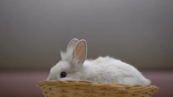 Adorable White Bunny Eating in Basket, Animal Exhibition, Charity Fund for Pets alt