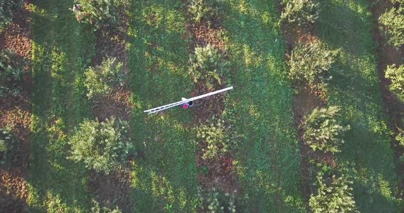 Aerial camera follows an immigrant farmhand as he carries a long ladder through an apple orchard at alt