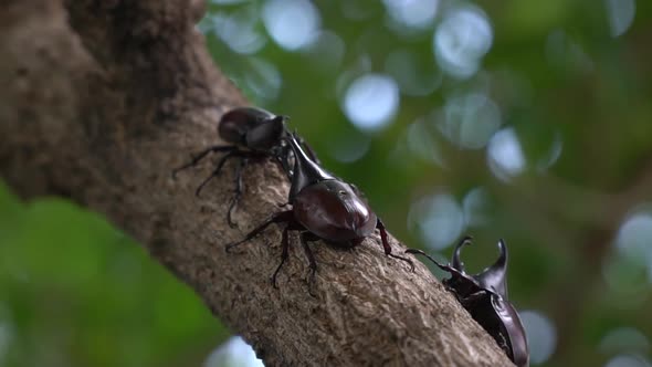 Close Up Of Siamese Rhinoceros Beetle Or Fighting Beetle On The Tree alt