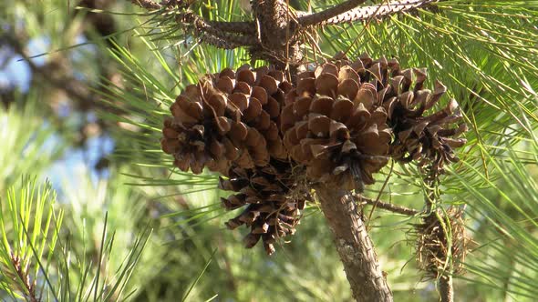 Pine Cone Tree alt