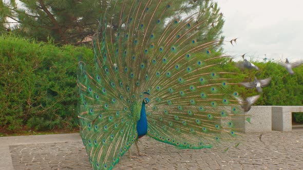 Exotic Birds Blue Peacock in Park