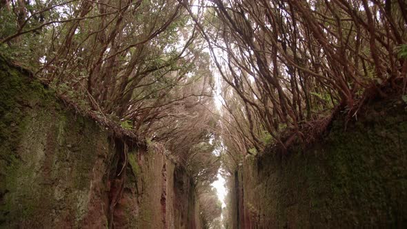 Mangrove forrest in Gomera - Canary Islands