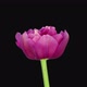 Time-lapse of opening Pink Star tulip - VideoHive Item for Sale