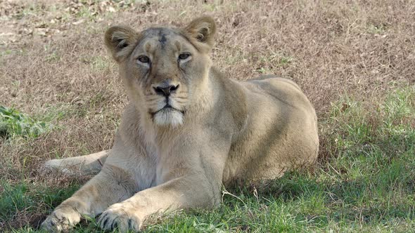 Asiatic lioness. A critically endangered species.