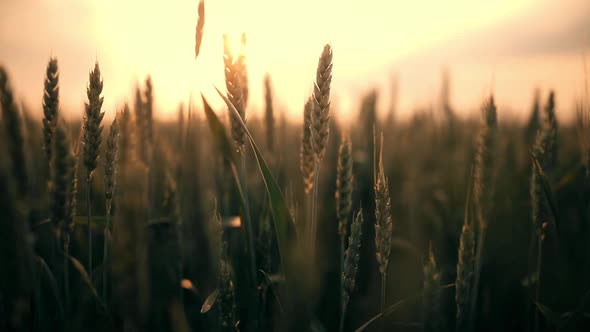 Green wheat field