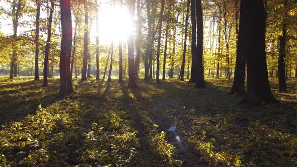 Sunrise in the autumn forest. Rays of light and shadow of tall trees. alt