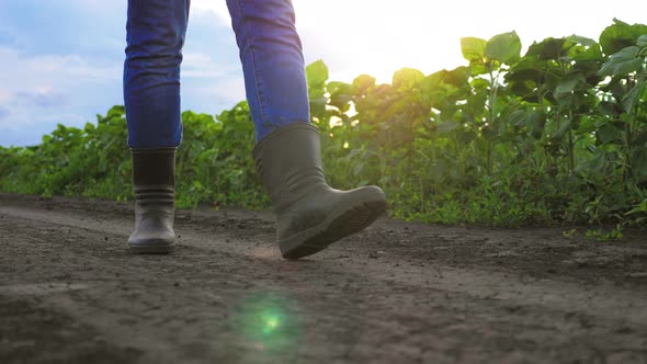 Agricultural Business alt