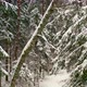 Drone view of snowy forest in winter - VideoHive Item for Sale